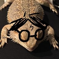 piemo
