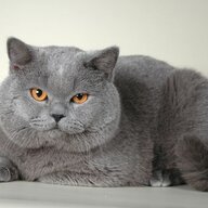 Lekziu