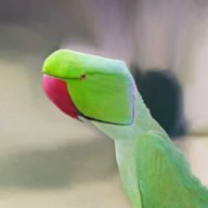 MotuG