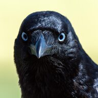 CotaKapa