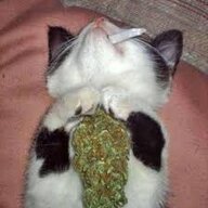 disolatt
