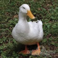 MAJOREK