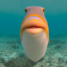 ctafyl